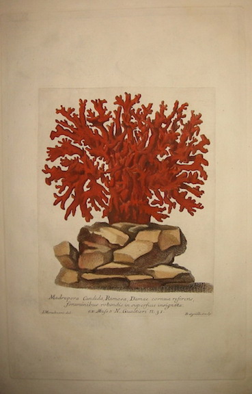 Gualtieri Niccolò (1688-1744) Madrepora candida, Ramosa, Damae cornua referens, foraminibus rotundis in superficie insignita... 1742 Firenze 